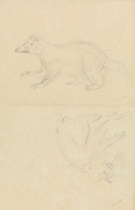 Ssak (coatimundi?) i naczelny (marmozeta?). AN Coatimundi i marmozeta z głową lwa autorstwa James Sowerby