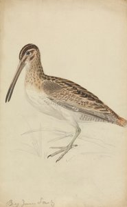 Snajper autorstwa James Sowerby