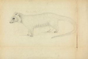 Łasica autorstwa James Sowerby