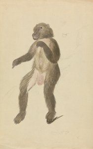 Mandryl autorstwa James Sowerby