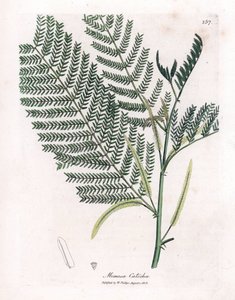 Akacja cachou lub cachoutier - Catechu, Acacia catechu. Ręcznie kolorowany miedzioryt z ilustracji botanicznej autorstwa Jamesa Sowerby