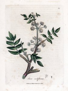 Ache false watercress - Pełzający pasternak wodny, Sium nodiflorum. Ręcznie kolorowany miedzioryt z ilustracji botanicznej autorstwa Jamesa Sowerby