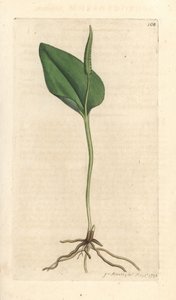 Język żmii, Ophioglossum vulgatum (Ophioglossum) Odręczny miedzioryt według ilustracji Jamesa Sowerby