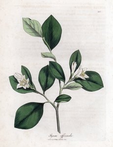 Aliboufier - Storax, Styrax officinalis. Ręcznie kolorowany miedzioryt z ilustracji botanicznej autorstwa Jamesa Sowerby