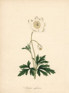 Zawilec wiertła - Zawilec przebiśnieg, Anemone sylvestris. Zaczerpnięte z ilustracji Jamesa Sowerby