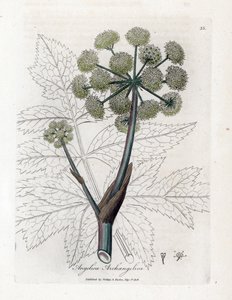 Angelique prawdziwa lub officinal lub archangelique - Angelica ogrodowa, Angelica archangelica. Ręcznie kolorowany miedzioryt z ilustracji botanicznej autorstwa Jamesa Sowerby