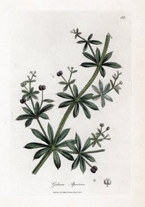 polish autorstwa James Sowerby