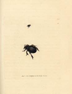 Chrząszcz Aphodius arenarius (Scarabaeus ovalis). Miedzioryt ręcznie barwiony autorstwa Jamesa Sowerby