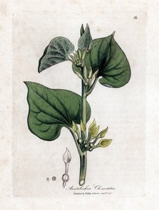 Aristoloche clematite - pnącze pospolite, Aristolochia clematitis. Ręcznie kolorowany miedzioryt z ilustracji botanicznej autorstwa Jamesa Sowerby