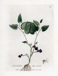 Aristoloche variete - roczniak wężowy, Aristolochia serpentaria. Ręcznie kolorowany miedzioryt z ilustracji botanicznej autorstwa Jamesa Sowerby