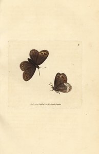Arran brązowy, Erebia ligea (Papilio ligea). Miedzioryt ręcznie barwiony autorstwa Jamesa Sowerby