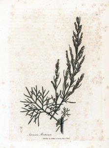 Aurone lub trawa cytrynowa lub trawa cytrynowa sagebrush - Southernwood, Artemisia abrotanum. Ręcznie kolorowany miedzioryt z ilustracji botanicznej autorstwa Jamesa Sowerby