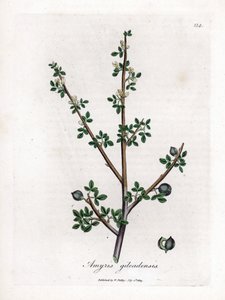 Balsam Mekki lub Balsam Galaad - Balsam Mekki, Commiphora gileadensis. Ręcznie kolorowany miedzioryt z ilustracji botanicznej autorstwa Jamesa Sowerby