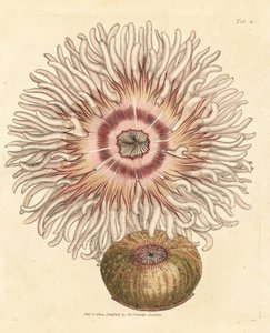 Zawilec paciorkowy, Actinia equina. Miedzioryt ręcznie barwiony autorstwa Jamesa Sowerby