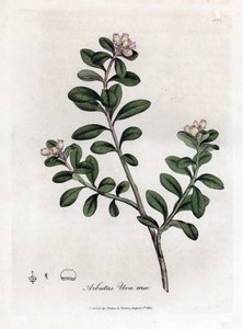 Niedźwiedź winogronowy lub mącznica lekarska - Trailing Arbutus lub mącznica lekarska, Arctostaphylos uva-ursi. Ręcznie kolorowany miedzioryt z ilustracji botanicznej autorstwa Jamesa Sowerby