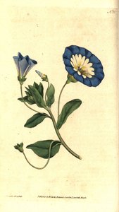 Piękny dzień lub trójkolorowy powój - Mały powój, Convolvulus tricolor. Ręcznie grawerowany miedzioryt i ilustracja botaniczna autorstwa Jamesa Sowerby