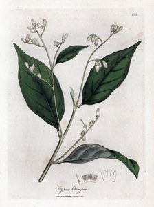 Benzoina - drzewo benjamina, benzoes styraksu. Ręcznie kolorowany miedzioryt z ilustracji botanicznej autorstwa Jamesa Sowerby