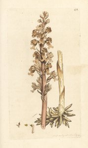 Orchidea ptasie gniazdo, Neottia nidus-avis (Ophrys ptasie gniazdo, Ophrys nidus-avis). Miedzioryt ręcznie kolorowany według ilustracji autorstwa Jamesa Sowerby