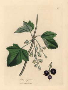Drzewo czarnej porzeczki, Ribes nigrum autorstwa James Sowerby