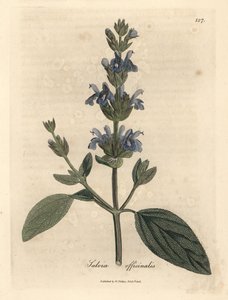 Szałwia o niebieskich kwiatach, Salvia officinalis autorstwa James Sowerby