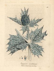 Holly o niebieskich kwiatach lub eryngo, Eryngium maritinum autorstwa James Sowerby