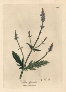Verbena flor azul, esmalte Verbena officinalis autorstwa James Sowerby
