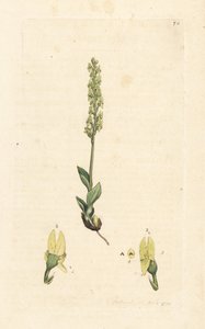 Storczyk bagienny, Hammarbya paludosa (Marsh tway-blade, Malaxis paludosa). Miedzioryt ręcznie kolorowany według ilustracji autorstwa Jamesa Sowerby