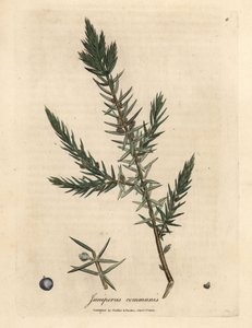 Gałąź i jagody jałowca pospolitego, Juniperus communis autorstwa James Sowerby
