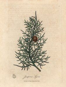 Gałąź i jagody drzewa cedrowego, Juniperus lycia