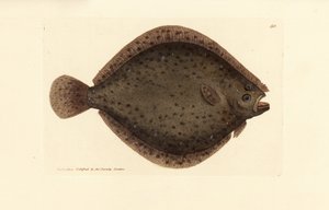Nagład lub latawiec, Scophthalmus rhombus (Pleuronectes rhombus). Miedzioryt ręcznie barwiony autorstwa Jamesa Sowerby