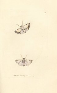 Brixton Beauty, Acontia nitidula (Phalaena catena). Gravura em placa de cobre colorida à mão por James Sowerby de The British Miscellany, ou figuras coloridas de assuntos animais novos, raros ou pouco conhecidos.polonês autorstwa James Sowerby