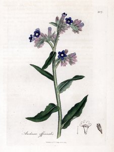 Bugloss officinale - Bugloss, Anchusa officinalis. Ręcznie kolorowany miedzioryt z ilustracji botanicznej autorstwa Jamesa Sowerby