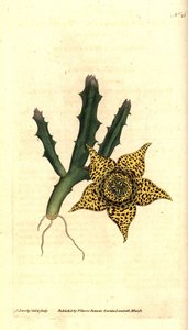 Skrobia kaktusowa - Orbea variegata (Stapelia variegata, Stapelia variegata). Ręcznie grawerowany miedzioryt i ilustracja botaniczna autorstwa Jamesa Sowerby