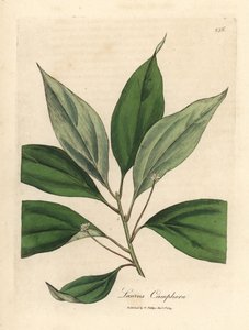 Drzewo kamforowe, Laurus camphora autorstwa James Sowerby