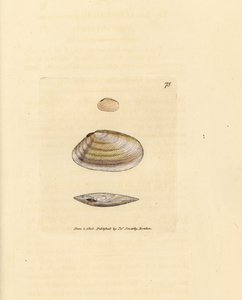 Cukierek Tellina Shell, Tellina similis. Miedzioryt ręcznie barwiony autorstwa Jamesa Sowerby