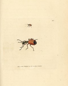 Chrząszcz Carabus rotundicollis. Miedzioryt ręcznie barwiony autorstwa Jamesa Sowerby