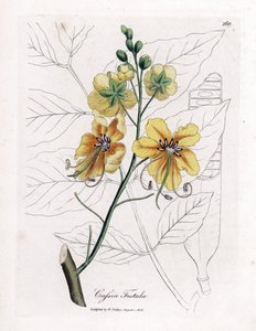 Cassia, fałszywy sen, sztuczny chleb świętojański, złoty deszcz lub canefier - Drzewo złotego deszczu, przetoka Cassia. Ręcznie kolorowany miedzioryt z ilustracji botanicznej autorstwa Jamesa Sowerby