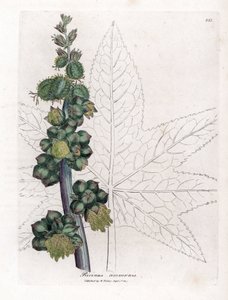 Rycynowy - Roślina olejku rycynowego, Ricinus communis. Ręcznie kolorowany miedzioryt z ilustracji botanicznej autorstwa Jamesa Sowerby