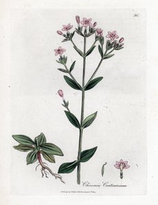 Centauree Chironia - Centaury, Chironia centaurium. Ręcznie kolorowany miedzioryt z ilustracji botanicznej autorstwa Jamesa Sowerby
