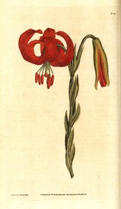 Lilia chalcedońska - Lilia chalcedońska, Lilium chalcedonicum. Ręcznie grawerowany miedzioryt i ilustracja botaniczna autorstwa Jamesa Sowerby