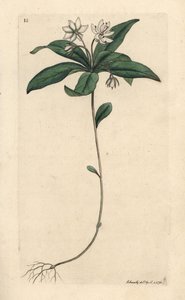 Chickweed winter-green, Lysimachia europaea (Trientalis europaea) (Trientale d