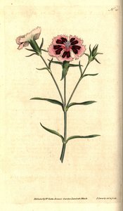 Goździk chiński - chiński różowy lub indyjski różowy, Dianthus chinensis. Ręcznie grawerowany miedzioryt i ilustracja botaniczna autorstwa Jamesa Sowerby