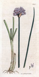 Szczypiorek (Allium schoenoprasum). Miedzioryt ręcznie kolorowany na podstawie ilustracji botanicznej autorstwa Jamesa Sowerby