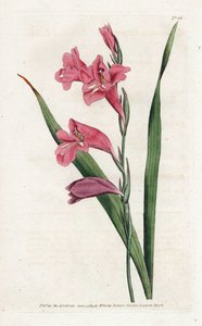 Common Glaieul - litografia Jamesa Sowerby