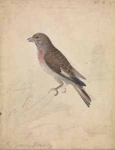 Pospolita Linnet autorstwa James Sowerby