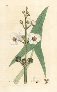 Grot strzały pospolitej, Sagittaria sagittifolia (sagittarius) Odręczny miedzioryt według ilustracji Jamesa Sowerby