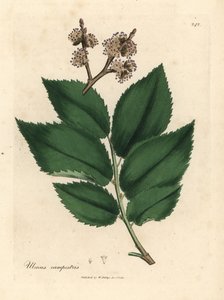 Wiąz pospolity, Ulmus plainstris autorstwa James Sowerby
