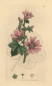 Malwa pospolita, Malva sylvestris Odręczny miedzioryt według rysunku Jamesa Sowerby
