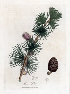 Meleze pospolita lub europejska - modrzew europejski, Larix decidua. Ręcznie kolorowany miedzioryt z ilustracji botanicznej autorstwa Jamesa Sowerby