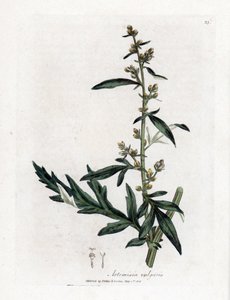 Artemísia comum ou vulgar - artemísia, Artemisia vulgaris. Gravura em placa de cobre colorida à mão de uma ilustração botânica de James Sowerby de William Woodville e Sir William Jackson Hooker